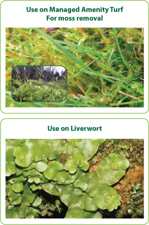 Moss Control on Grass - Use on Liverwort
