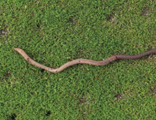 Using Organic Products to Reduce Earthworm Castings