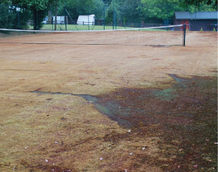 Tennis Court Moss